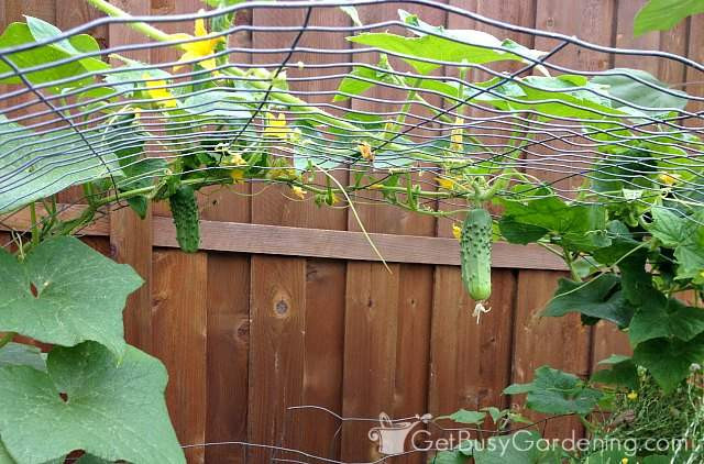 Best ideas about DIY Cucumber Trellis
. Save or Pin Cucumber Trellis DIY How To Make A Cucumber Arch Trellis Now.