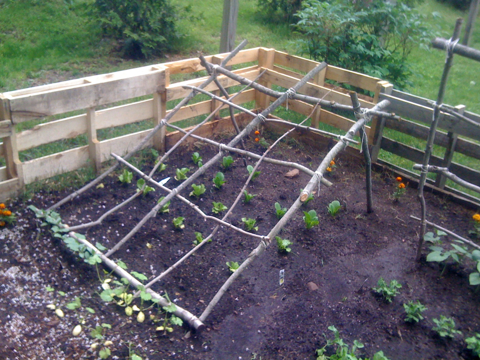 Best ideas about DIY Cucumber Trellis
. Save or Pin 301 Moved Permanently Now.