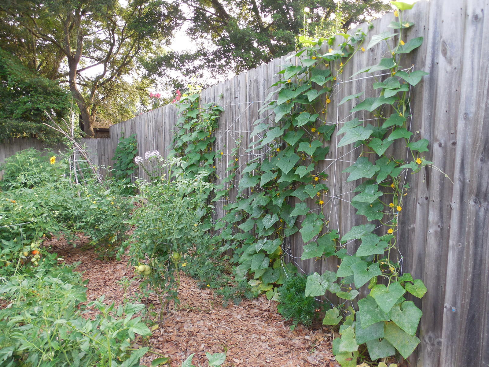 Best ideas about DIY Cucumber Trellis
. Save or Pin DIY Cucumber Trellis on Privacy Fence Now.