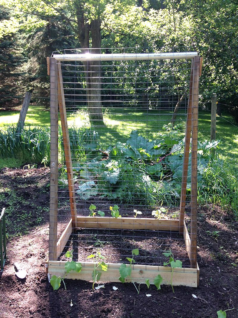 Best ideas about DIY Cucumber Trellis
. Save or Pin Make a cucumber squash trellis from scrap wood Now.
