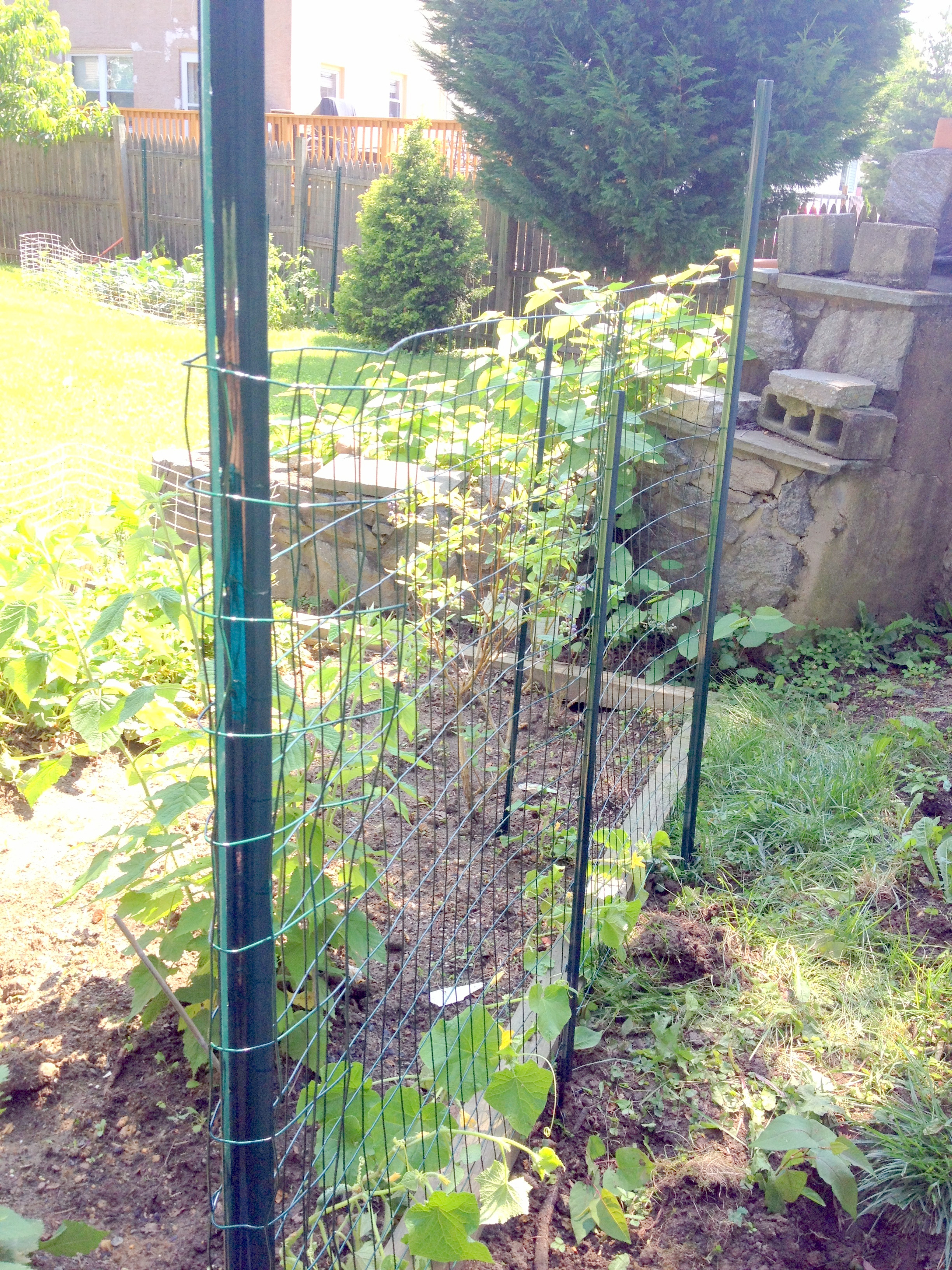 Best ideas about DIY Cucumber Trellis
. Save or Pin DIY Easy Garden Trellis for Squash and Cucumbers Now.
