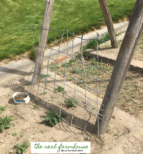 Best ideas about DIY Cucumber Trellis
. Save or Pin DIY cucumber trellis for free Now.