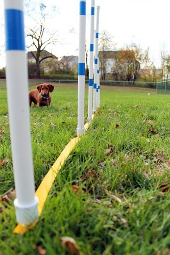 Best ideas about DIY Dog Agility
. Save or Pin DIY Weave Poles with the Dog Agility Shop Now.