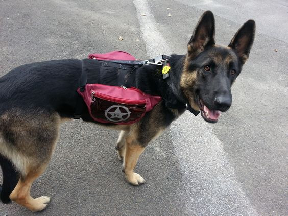 Best ideas about DIY Dog Backpack
. Save or Pin DIY Dog Backpack for my dog so that when your out he she Now.