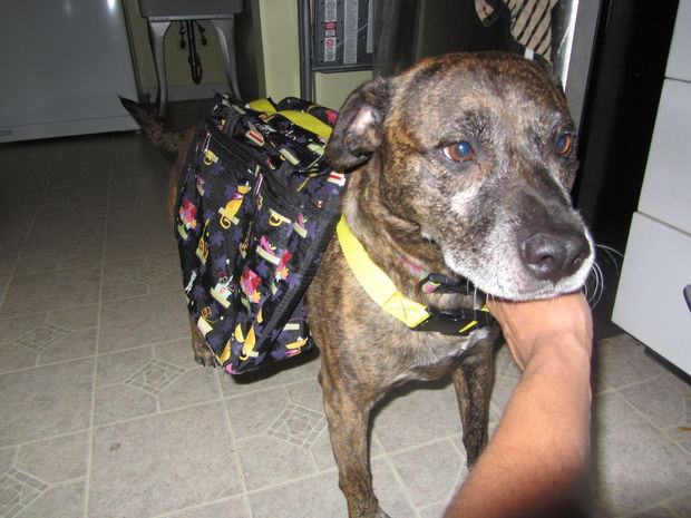 Best ideas about DIY Dog Backpack
. Save or Pin Homemade Dog Backpack Now.