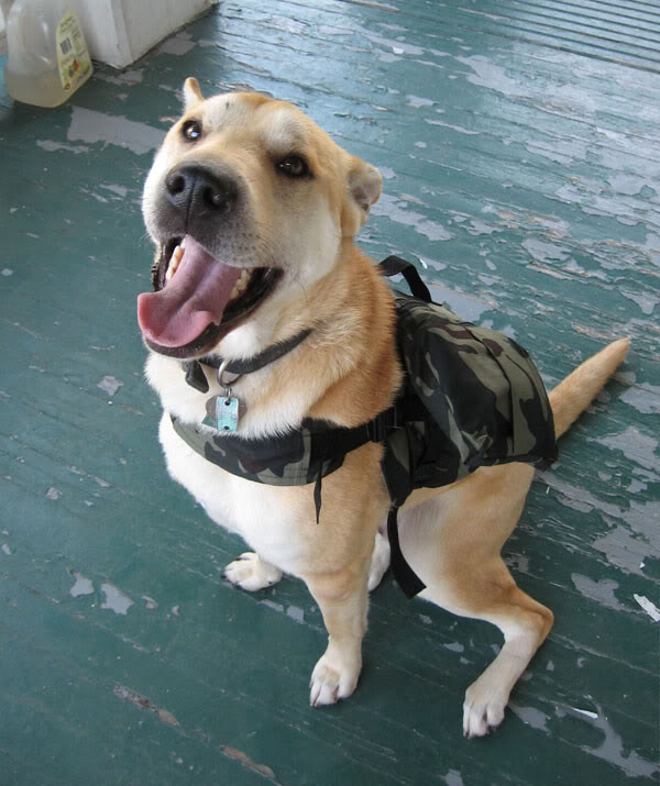 Best ideas about DIY Dog Backpack
. Save or Pin DIY Dog Hiking Backpack petdiys Now.