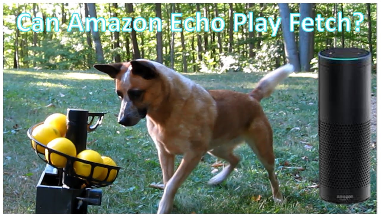 Best ideas about DIY Dog Ball Launcher
. Save or Pin DIY Automatic Ball Launcher for Dogs Amazon Echo or Cell Now.