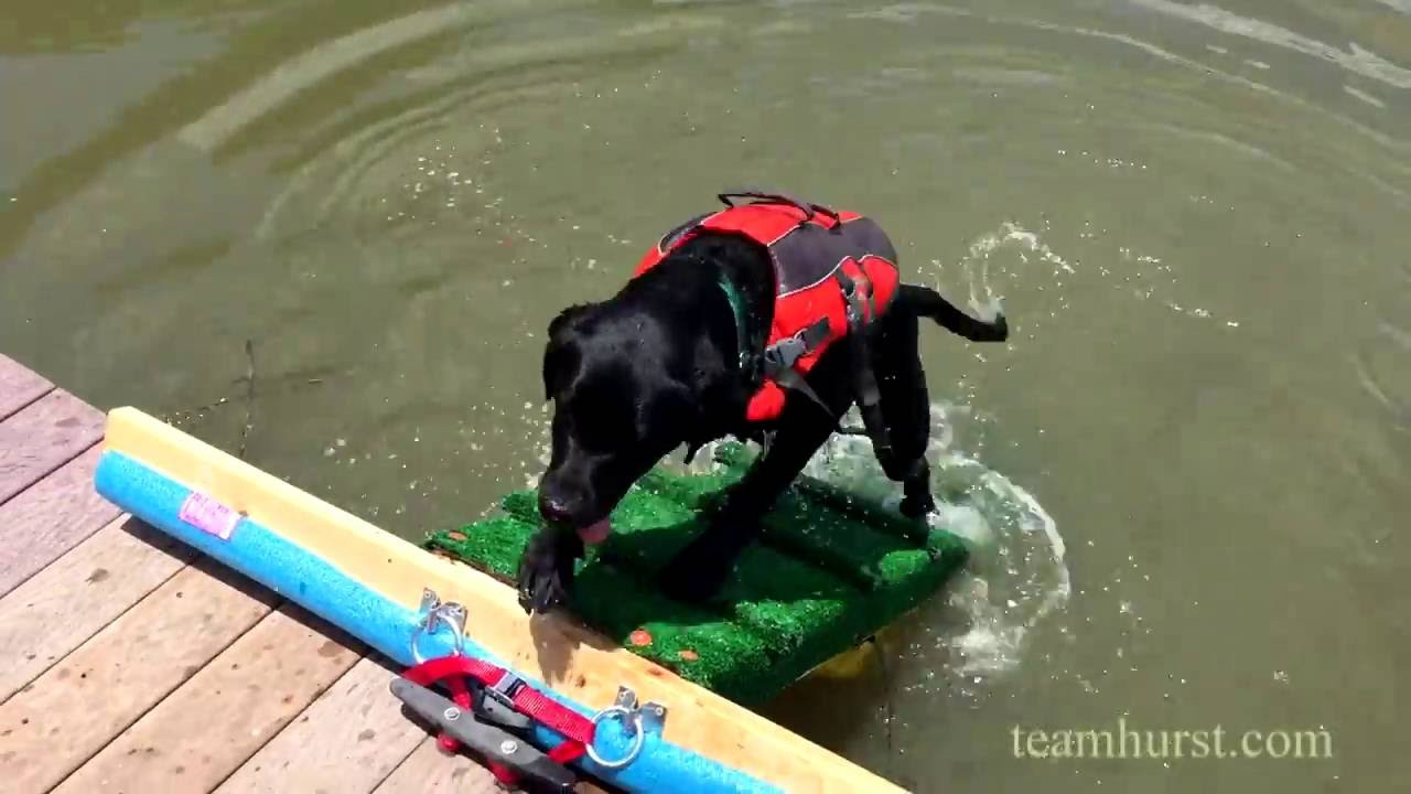 Best ideas about DIY Dog Boat Ramp
. Save or Pin Dog Ramp for a Dock or Pool Now.