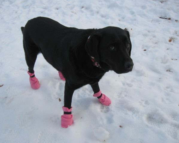 Best ideas about DIY Dog Booties
. Save or Pin 10 Minute Dog Boots Now.