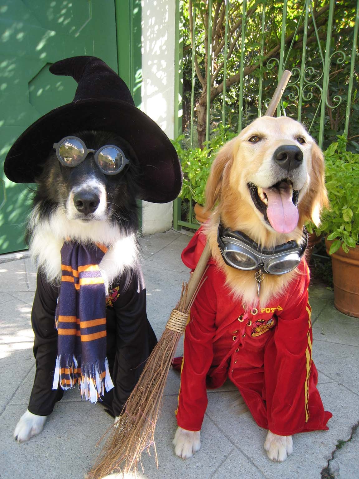 Best ideas about DIY Dog Costume
. Save or Pin DIY Dog Costumes for All Shapes and Sizes Now.