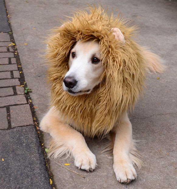 Best ideas about DIY Dog Costume
. Save or Pin Lion Dog Costume Now.