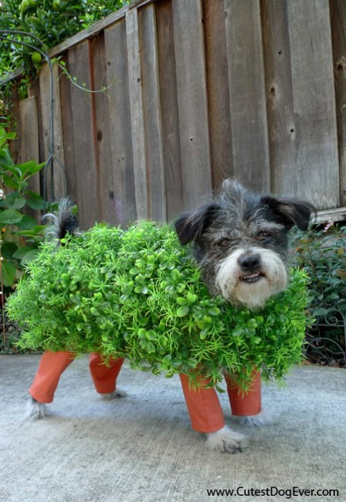 Best ideas about DIY Dog Costume
. Save or Pin These 24 Halloween Pet Costumes may Just be Better than Now.