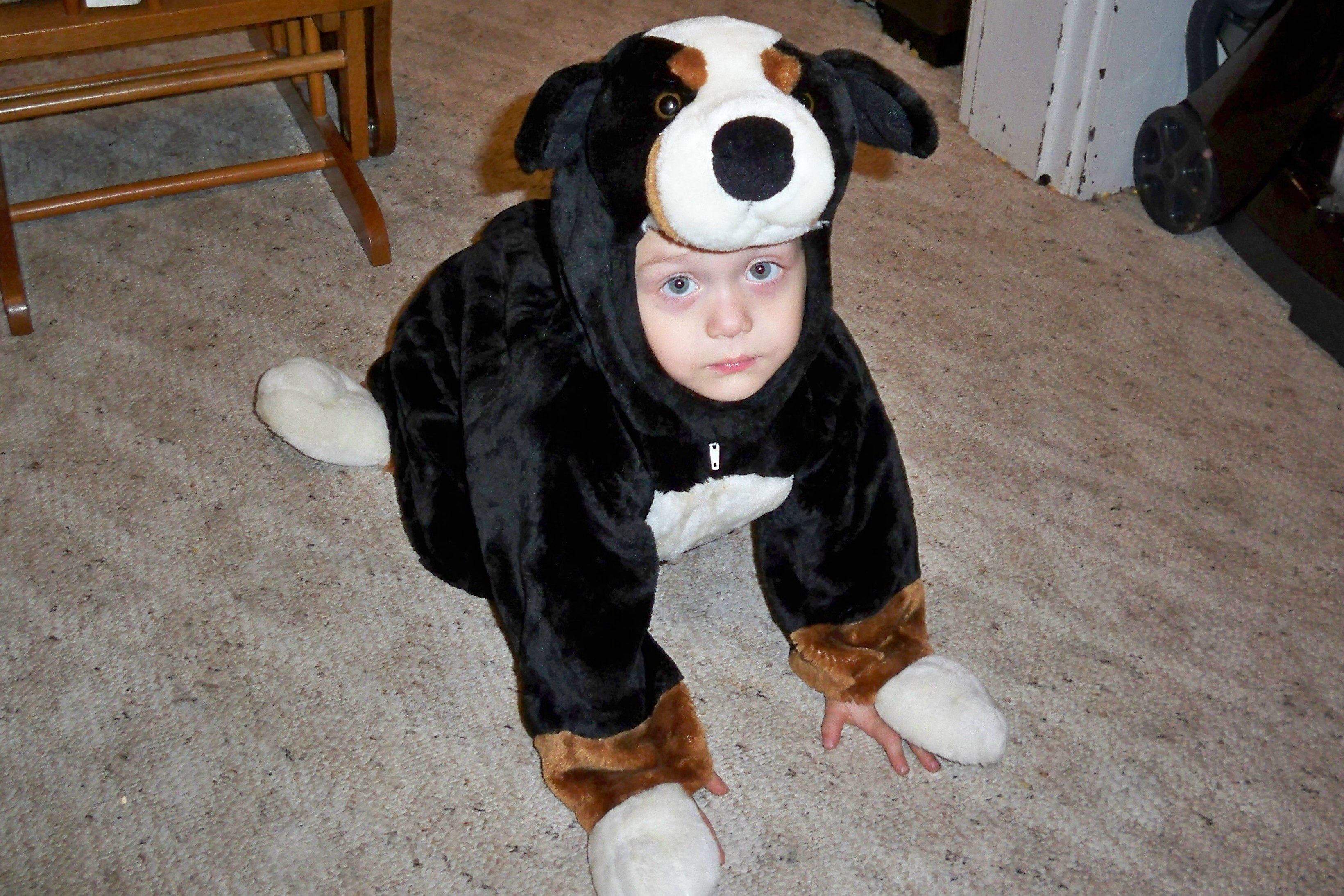 Best ideas about DIY Dog Costumes For Humans
. Save or Pin Homemade Dog Costumes For Humans Dog Beds and Costumes Now.