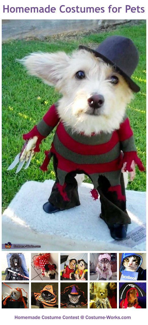 Best ideas about DIY Dog Costumes For Humans
. Save or Pin Best 20 Dog costumes homemade ideas on Pinterest Now.