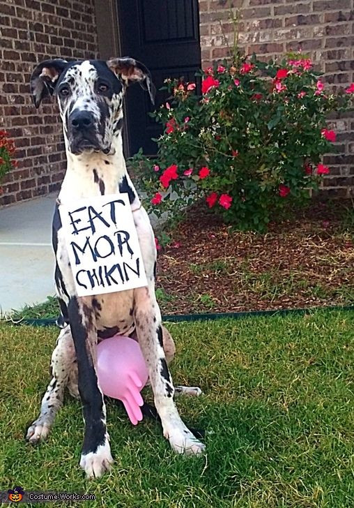 Best ideas about DIY Dog Costumes For Humans
. Save or Pin Chick Fil A Cow Dog Costume Now.