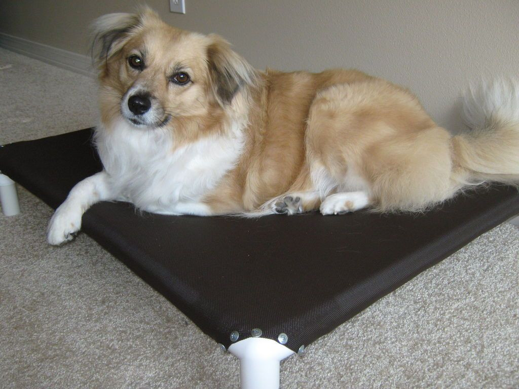 Best ideas about DIY Dog Cot
. Save or Pin DIY – How to make NO SEW elevated dog beds out of PVC Now.