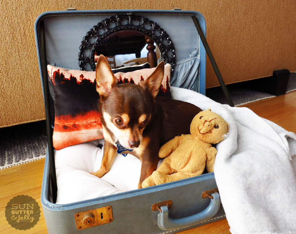 Best ideas about DIY Dog Cot
. Save or Pin DIY Vintage Suitcase Dog Bed Now.