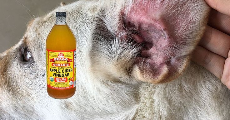 Best ideas about DIY Dog Ear Infection
. Save or Pin 25 best ideas about Dog ear cleaner on Pinterest Now.