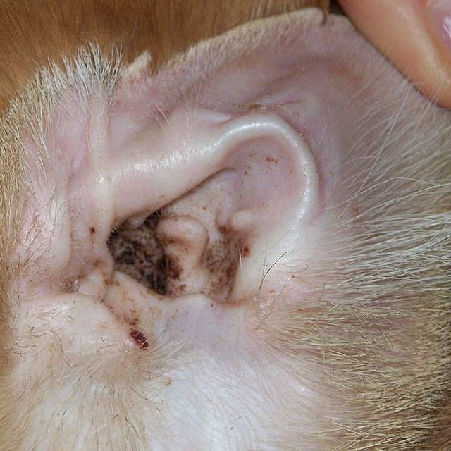Best ideas about DIY Dog Ear Infection
. Save or Pin Best 25 Dog ear mites treatment ideas on Pinterest Now.