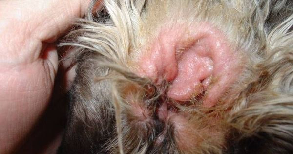 Best ideas about DIY Dog Ear Infection
. Save or Pin Ear Infection in Cocker Spaniel Now.