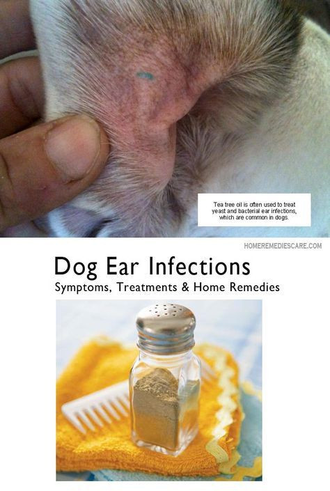 Best ideas about DIY Dog Ear Infection
. Save or Pin Home Reme s Care — 13 Home Reme s for Dog Ear Now.