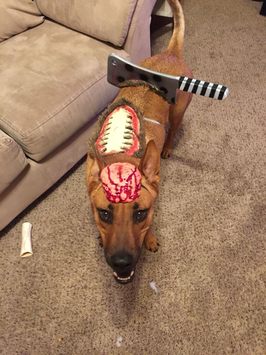 Best ideas about DIY Dog Halloween Costume
. Save or Pin DIY zombie dog costume Dog Costumes Now.