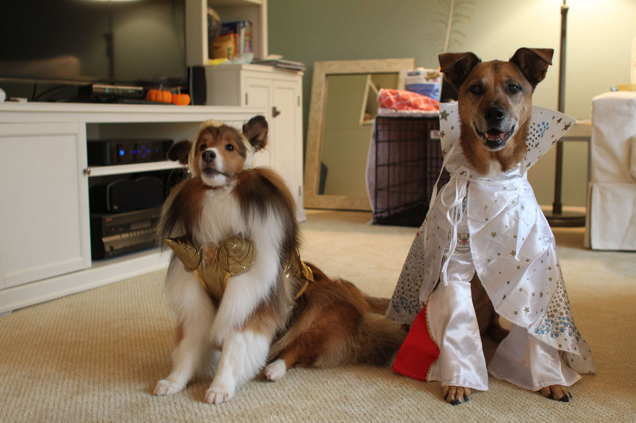 Best ideas about DIY Dog Halloween Costume
. Save or Pin DIY Dog Costumes for All Shapes and Sizes Now.