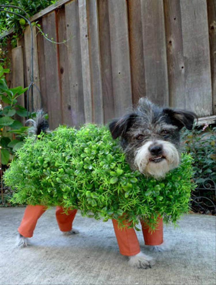 Best ideas about DIY Dog Halloween Costume
. Save or Pin The Best Halloween Costume Ideas For Your Dogs 23 Pics Now.