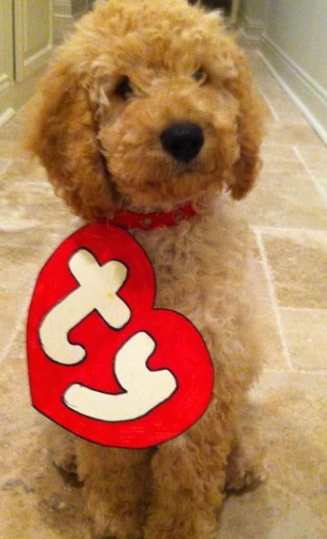 Best ideas about DIY Dog Halloween Costume
. Save or Pin 6 DIY Dog Halloween Costumes The Doggy Dojo Now.