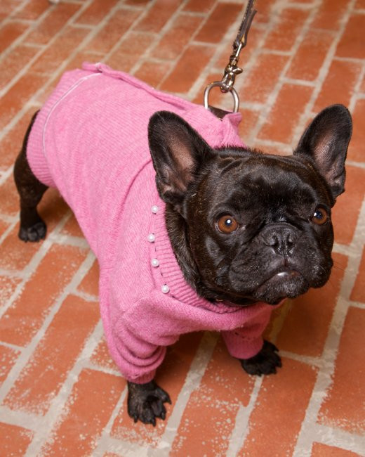 Best ideas about DIY Dog Sweater
. Save or Pin 35 DIY Dog Coats Now.