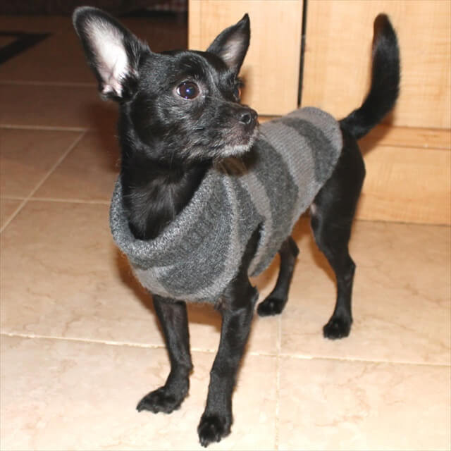 Best ideas about DIY Dog Sweater
. Save or Pin 37 DIY Old Sweaters Into Something New Now.