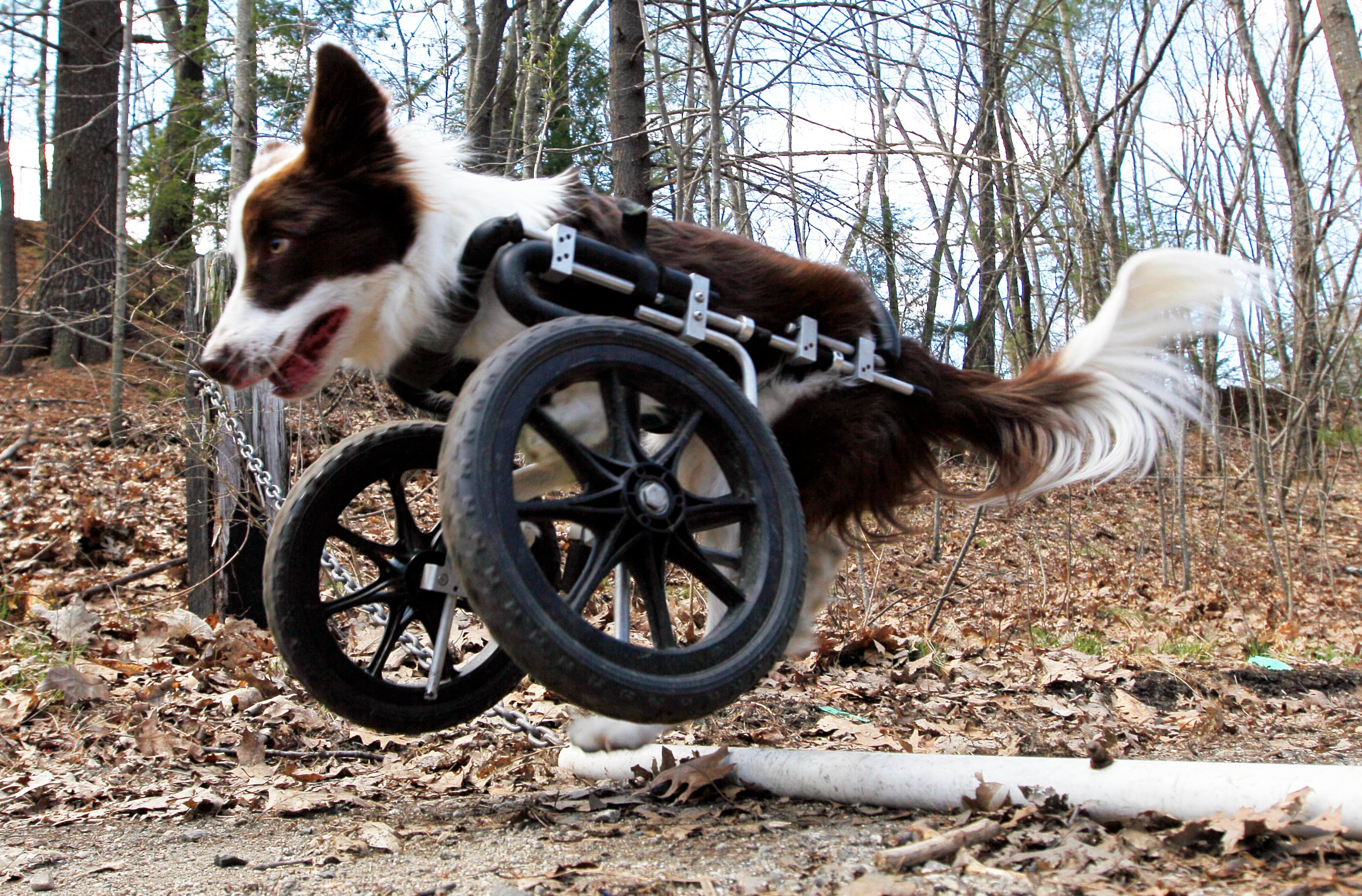 Best ideas about DIY Dog Wheelchair For Front Legs
. Save or Pin 20 animales a los que una prótesis les cambio su vida Now.