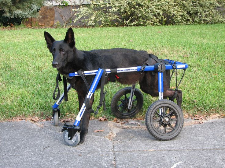 Best ideas about DIY Dog Wheelchair For Front Legs
. Save or Pin Best 25 Dog wheelchair ideas on Pinterest Now.