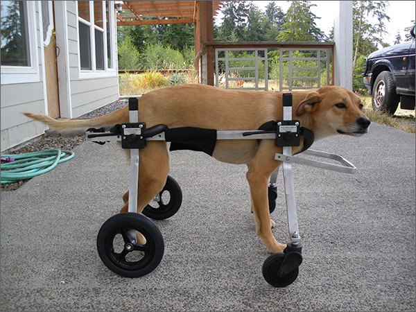 Best ideas about DIY Dog Wheelchair For Front Legs
. Save or Pin Fundraiser by McKeancounty Spca The Grizz Fund Now.