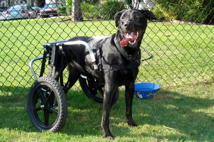 Best ideas about DIY Dog Wheelchair For Front Legs
. Save or Pin Wheelchairs for Dogs Now.