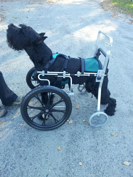Best ideas about DIY Dog Wheelchair For Front Legs
. Save or Pin Front Wheel Carts Ed s Wheels for Pets The Pet Now.