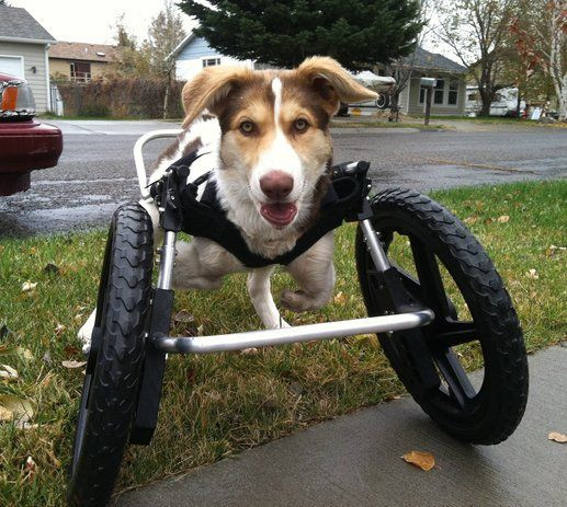 Best ideas about DIY Dog Wheelchair For Front Legs
. Save or Pin Best 25 Dog wheelchair ideas on Pinterest Now.