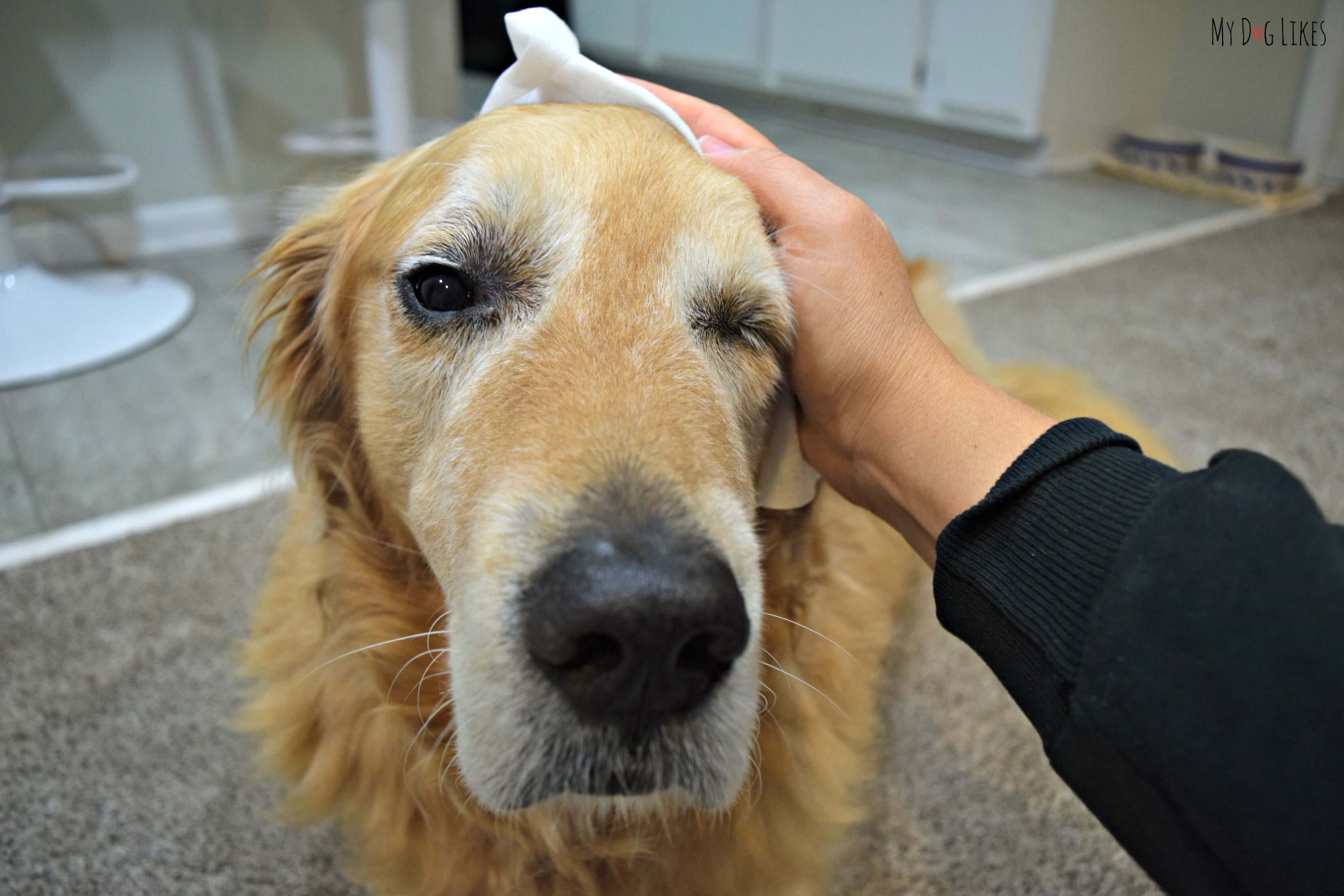 Best ideas about DIY Dog Wipes
. Save or Pin Making DIY Dog Grooming Wipes Perfect for on the Go Now.