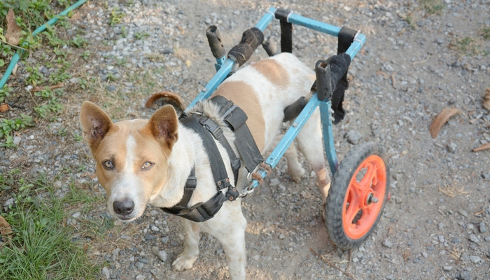 Best ideas about DIY Doggie Wheelchair
. Save or Pin DIY Dog Wheelchair How to Make a Wheelchair for Dogs By Now.