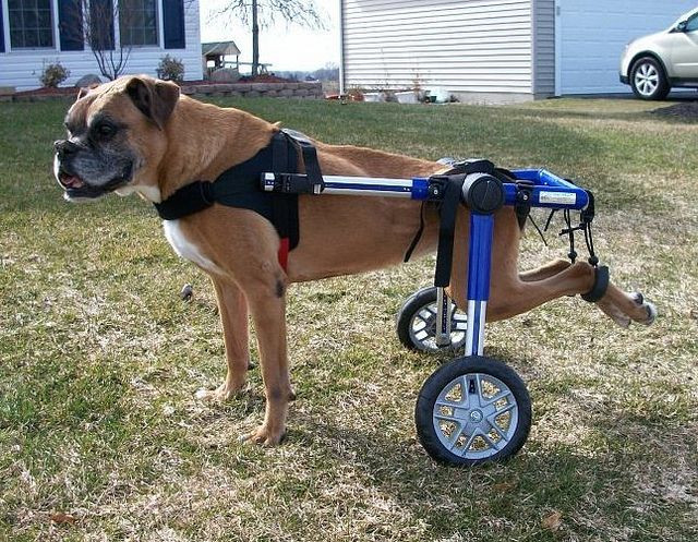 Best ideas about DIY Doggie Wheelchair
. Save or Pin 25 Best Ideas about Dog Wheelchair on Pinterest Now.