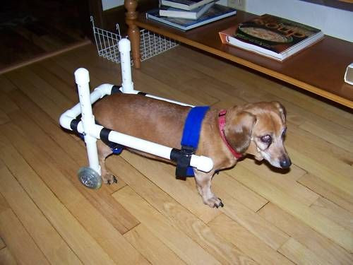 Best ideas about DIY Doggie Wheelchair
. Save or Pin Small Dog Wheelchair Diy Goldenacresdogs Now.