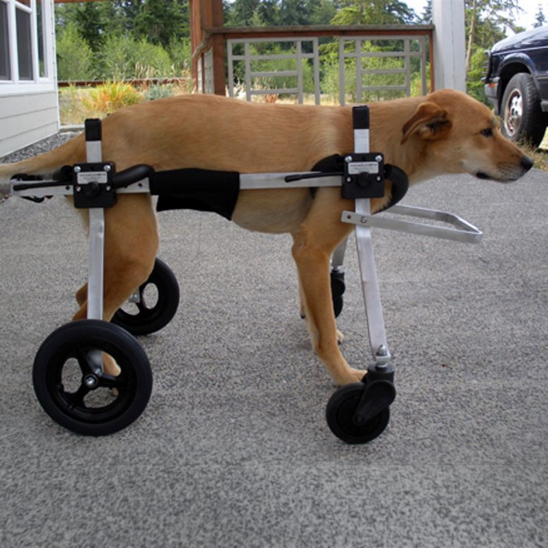 Best ideas about DIY Doggie Wheelchair
. Save or Pin Pin by Mama Marci on animal prosthesis Now.