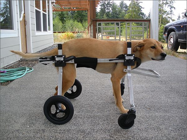 Best ideas about DIY Doggie Wheelchair
. Save or Pin 25 Best Ideas about Dog Wheelchair on Pinterest Now.