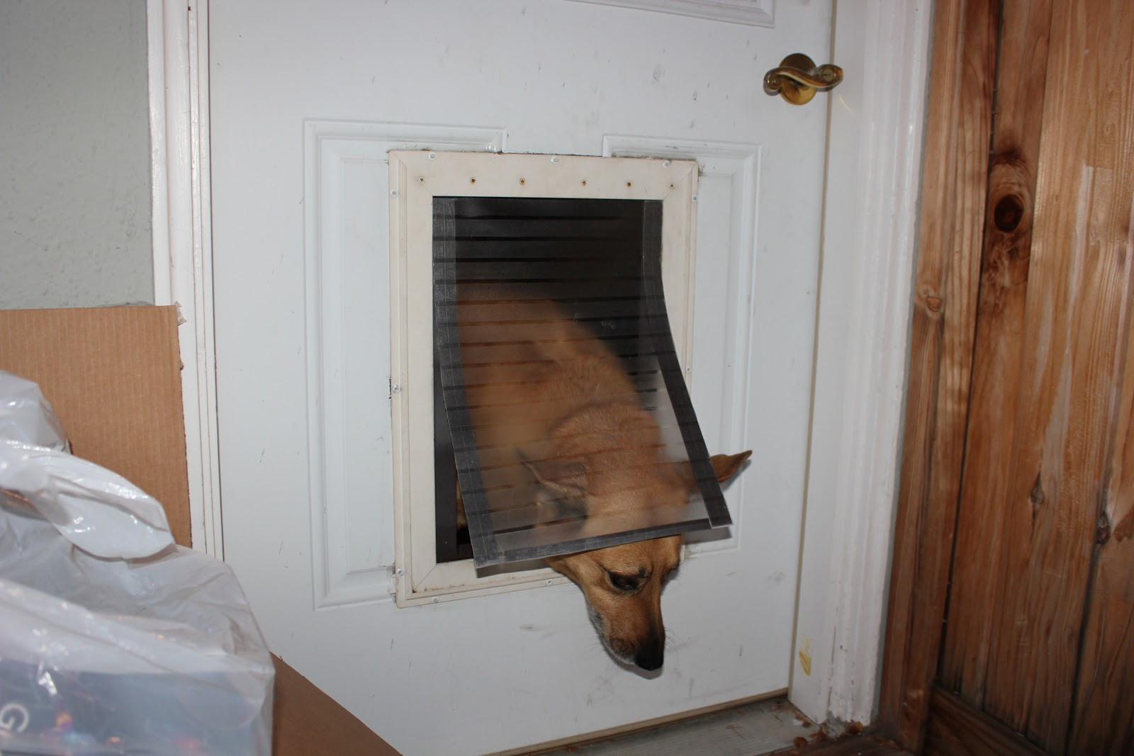 Best ideas about DIY Doggy Door
. Save or Pin Content Provider Homemade magnetic dog flap nirvana Now.