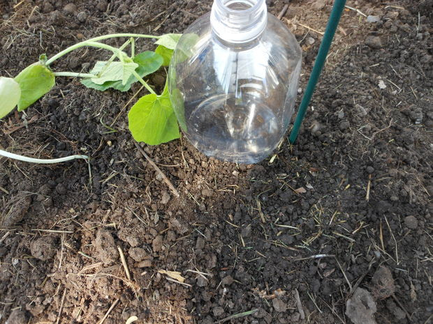 Best ideas about DIY Drip Irrigation
. Save or Pin DIY Drip Irrigation Bottles 8 Steps Now.