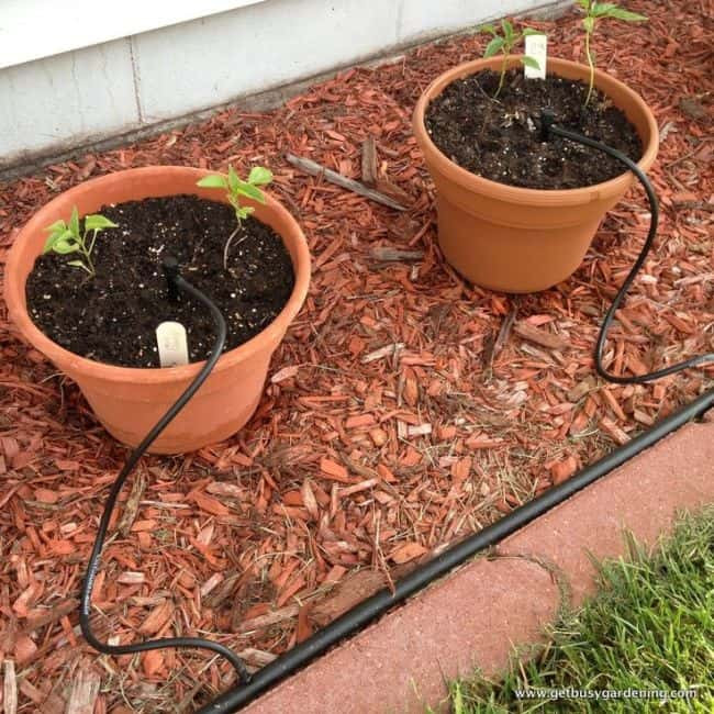 Best ideas about DIY Drip Irrigation
. Save or Pin How To Build DIY Drip Irrigation System For Potted Plants Now.