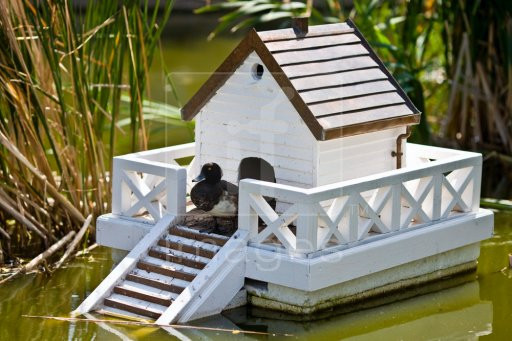 Best ideas about DIY Duck House Plans
. Save or Pin 37 Free DIY Duck House Coop Plans & Ideas that You Can Now.
