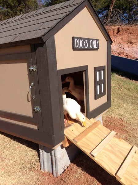 Best ideas about DIY Duck House Plans
. Save or Pin 37 Free DIY Duck House Coop Plans & Ideas that You Can Now.