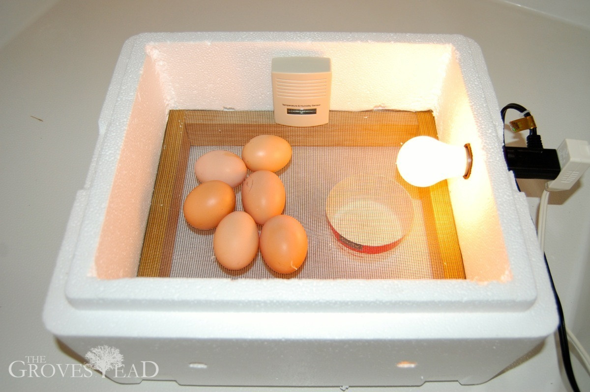 Best ideas about DIY Egg Incubator
. Save or Pin The $3 30 Minute Egg Incubator Now.