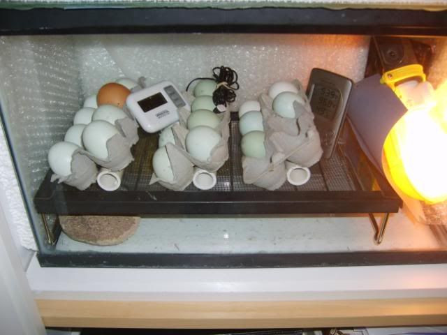 Best ideas about DIY Egg Incubator
. Save or Pin Best 25 Diy incubator ideas on Pinterest Now.